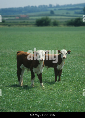 Hereford Kälber Bos Taurus mit Downland Hügeln hinter Stockfoto