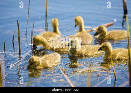 Kanadische Gänse, Branta Canadensis, Gänsel an der Marsh-Promenade in Point Pelee Nationalpark, Leamington, Ontario, Kanada. Stockfoto