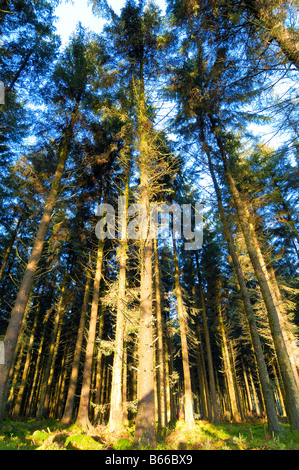 Dichte Wälder mit starken morgendlichen Sonnenlicht beleuchtet Stockfoto