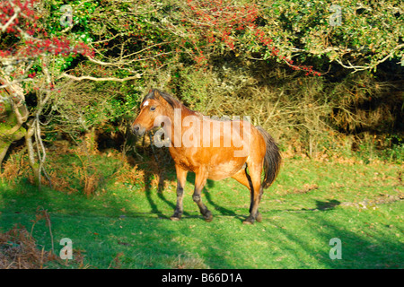 Einzelne braune Dartmoor Pony zu Fuß entlang eines bewaldeten Pfad im schönen frühen Abendlicht Stockfoto