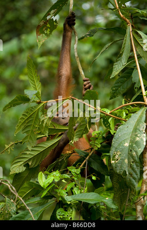 Bornean Orangtuan (Pongo Pygmaeus) - Sepilok Orang Utan Rehabilitation Centre, Sandakan, Sabah, Borneo, Malaysia Stockfoto