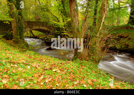 Eine herbstliche Szene rund um den Fluss Webburn an Buckland Brücke wo es East Dart River auf Dartmoor Devon verbindet Stockfoto