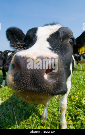 Kuh auf Wiese Stockfoto