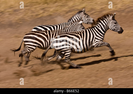 Zebra läuft aus dem Wasserloch Stockfoto