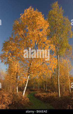 Silver Birch im Herbst, Wyre Forest, Worcestershire, England, UK Stockfoto