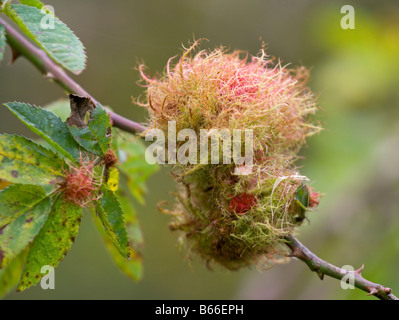 Rose Bedeguar Gall, Moos wie Wachstum auf wilde Rosenbusch, genannt auch Robins Nadelkissen Gall. Mit Eiern verursacht von Gall Wasp. Stockfoto