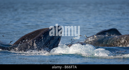 USA Alaska Hoonah Großaufnahme der Buckelwal Impressionen Novaengliae Longieren von Wasser bei der Blase net Fütterung Stockfoto