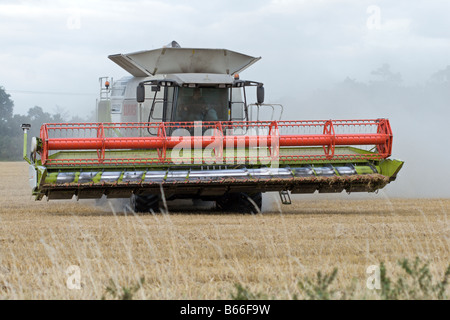 Mähdrescher in den Mais in Oakington, Cambridge.UK zu sammeln. Stockfoto