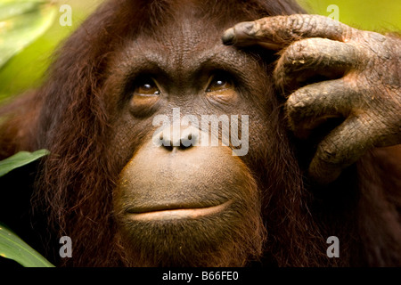 Orang-Utan (Pongo Pygmaeus) - Kinabalu National Park, Borneo, Malaysia Stockfoto