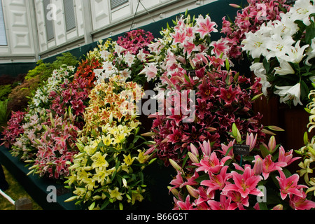 Lilie Lilium Oriental Stockfoto