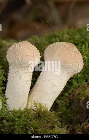 gemeinsamen Puffball Lycoperdon perlatum Stockfoto