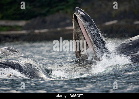 USA Alaska Angoon Buckelwale Impressionen Novaengliae Mund öffnen, da sie durch Wasser während der Blase net Fütterung Longe Stockfoto