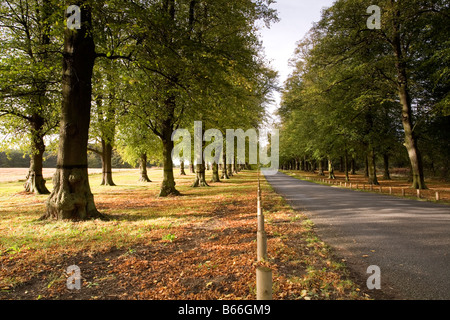 Herbstfärbung von Lime Tree Avenue Clumber Park Nottinghamshire Stockfoto