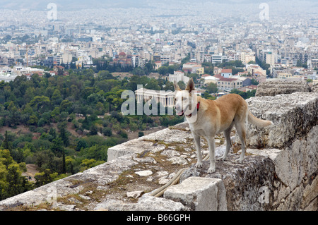 Einer der Athens viele Roaming-Hunde steht auf den Mauern der Akropolis mit der Stadt hinter sich. Stockfoto