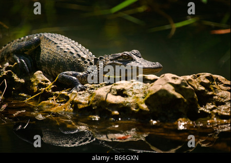 Ein Baby Alligator sonnen sich auf einem Felsen in den Everglades von Florida, USA. Stockfoto