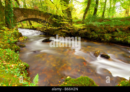 Eine herbstliche Szene rund um den Fluss Webburn an Buckland Brücke wo es East Dart River auf Dartmoor Devon verbindet Stockfoto