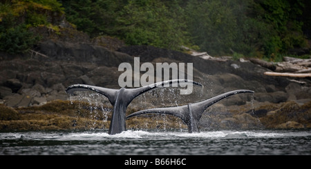 USA Alaska Buckelwale Impressionen Novaengliae heben ihre Rute Egel beim Tauchen in Chatham-Straße Stockfoto