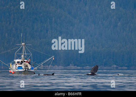 USA Alaska Juneau Berufsfischerei Boot Fotografien Schwertwal Orcinus Orca schwimmen in Stephens Passage am Sommermorgen Stockfoto