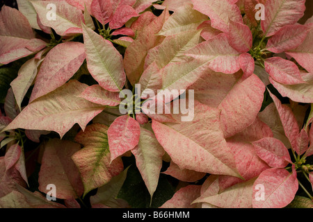 Rosa Weihnachtsstern. Stockfoto