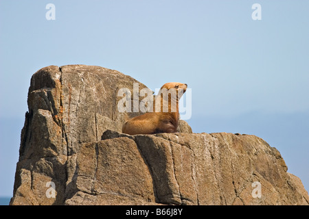 Ein einsamer Steller Seelöwen Jungtier ruht auf einem Felsvorsprung in Kenai Fjords, Alaska. Stockfoto