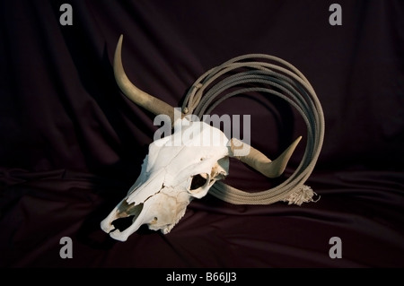Gebleichte Steer Totenkopf mit Hörner und eine Spule des Seils auf schwarzem Hintergrund Stockfoto