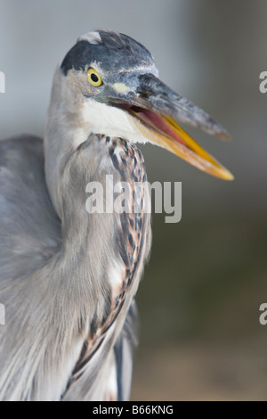 Great Blue Heron in die Kamera schaut mit seinem Schnabel öffnen Stockfoto