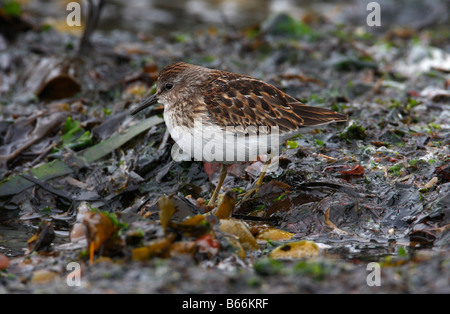 Wenigsten Strandläufer Calidris Minutilla auf Algen entlang der Küste bei Whiffin spucken Vancouver Island BC im September Stockfoto