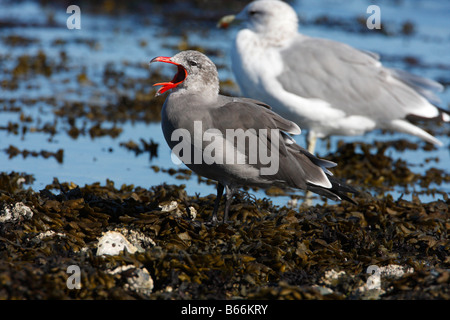 Heermann Gull Larus Heermanni im Winterkleid mit Rechnung offen auf Columbia Beach Vancouver Island BC im September Stockfoto