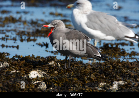 Heermann Gull Larus Heermanni im Winterkleid mit Rechnung offen auf Columbia Beach Vancouver Island BC im September Stockfoto