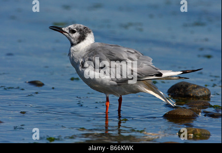 Bonapartes Gull Chroicocephalus Philadelphia stehen entlang der Küstenlinie am Columbia Beach Vancouver Island BC im September Stockfoto