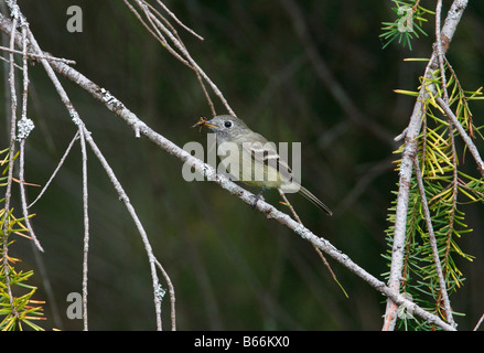 Pazifik-Hang Flycatcher Empidonax Difficilis mit Wespe in Rechnung thront in Nadelbaum an Englishman River Mündung Vancouver Island Stockfoto