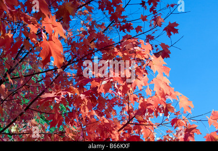 Spitz-Ahorn (Acer Platanoides) Baum im Herbst. Stockfoto