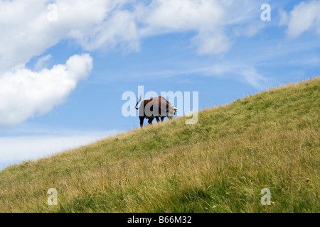 Braune und weiße Kuh grasen auf einer alpinen Gebiet, Italien Stockfoto