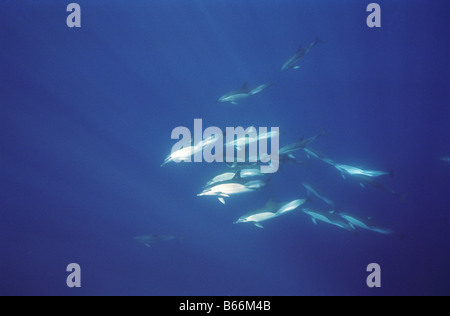 Eine Herde von gemeinsamen Delphin Delphinus Delphis in europäischen Gewässern Stockfoto