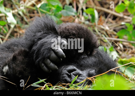 Sehr junges Baby Neugeborene Mountain Gorilla Gorilla Beringei Umarmung umarmt Mutter Arm gewickelt Wrap Parc Nationale des Volcan Ruanda Stockfoto