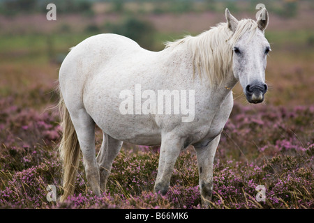 Porträt eines weißen Ponys in der New Forest, England Stockfoto