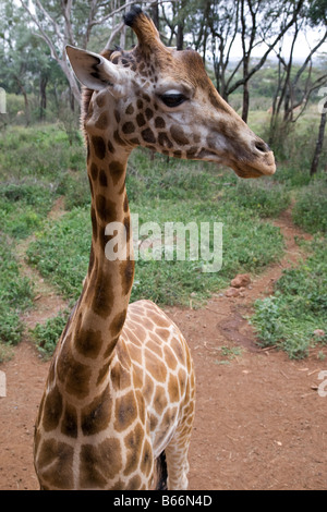 Langata Giraffe Center Nairobi Kenia Afrika Stockfoto