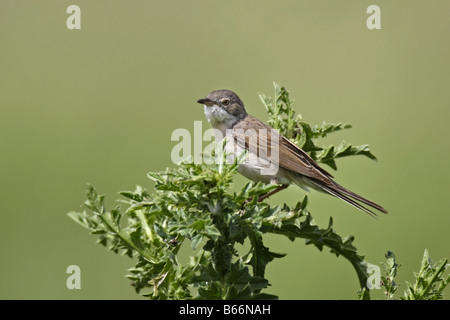 Dorngrasmücke Sylvia Communis Whitethroat Stockfoto