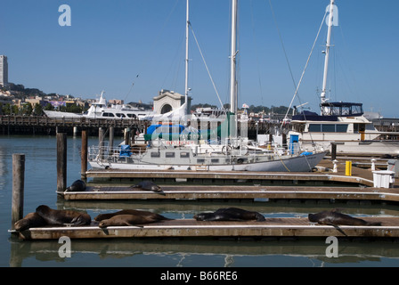 Seelöwen in 39 Pier nehmen ein Sonnenbad, Pazifik Stockfoto