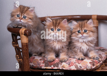 Drei persische Chinchilla Jungtiere auf Stuhl Stockfoto