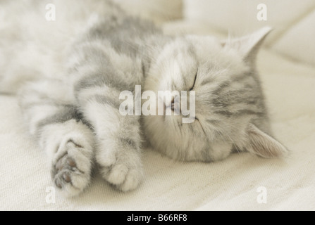 American Shorthair Katze schlafen Stockfoto