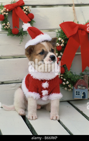 Hund Verkleidet als Weihnachtsmann Stockfoto