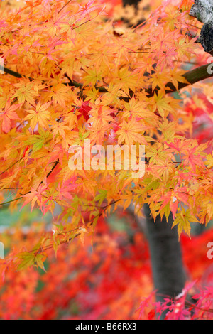 Nahaufnahme der herbstlichen Ahornblätter Stockfoto