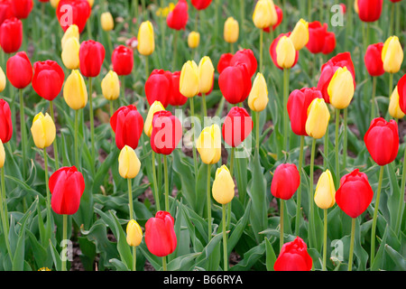 Nahaufnahme von roten und gelben Tulpen Stockfoto