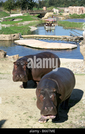 DEU, Deutschland, Gelsenkirchen: ZOOM Erlebniswelt. Moderner Zoo, mit sehr großen Raum ohne Gitter. Afrika habitat.hippopotamus. Stockfoto