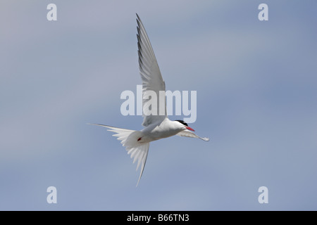 Küstenseeschwalbe Sterna Paradisea fliegen bei Montrose Angus Scotland Stockfoto