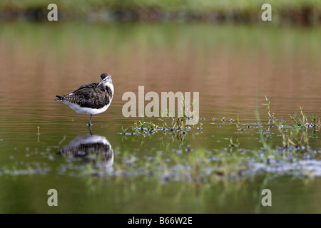 Green Sandpiper Tringa Ochropus in Teich bei Montrose Basin Reserve Angus Stockfoto