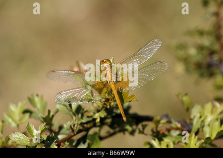 Gelb geflügelte Darter Sympetrum Flaveolum in der Nähe von Koprivschtiza Stockfoto