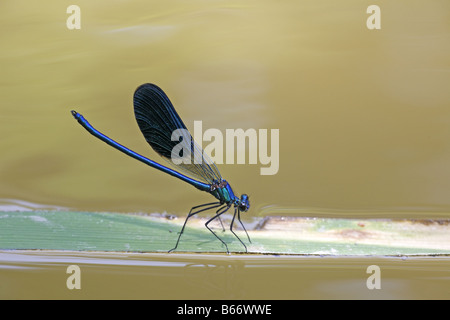 Gebänderten Prachtlibelle männlichen Caloperyx Splendens ruht auf einem Rohr Stockfoto