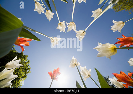 Niedrigen Winkel Ansicht der Tulpen Stockfoto